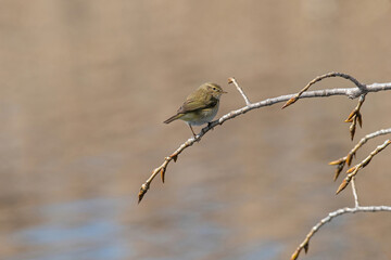 Common chiffchaff (Phylloscopus collybita) on tree in the garden