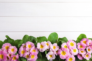 Beautiful pink primula (primrose) flowers on white wooden background, flat lay with space for text. Spring blossom