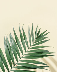 Natural green palm leaf with sun shade on light yellow. Summer minimal concept, beautiful daylight