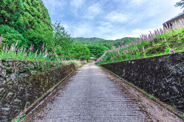 満開のジキタリスが咲く廃村、ここはどこだろうか？
