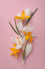 Beautiful crocus flowers on pink background, flat lay