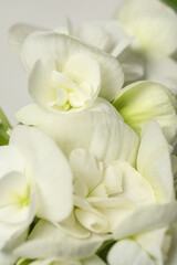 Obraz na płótnie Canvas Beautiful white geranium flowers as background, closeup