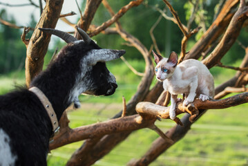 Cornish rex kitten sitting on the tree next to little Nigerian pygmy goat