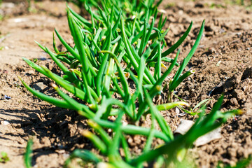 spring shoots of onions in the garden beds
