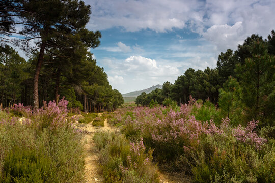 Landscape with path, blond heather in bloom and Pinar de Tabuyo del Monte in spring, León, Spain.