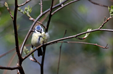 Blue tit fluffed up to keep warm perched on a tree