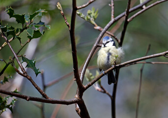 Blue tit fluffed up to keep warm perched on a tree