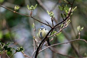 Blue tit fluffed up to keep warm perched on a tree