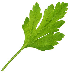 Parsley leaf close up isolated on white background
