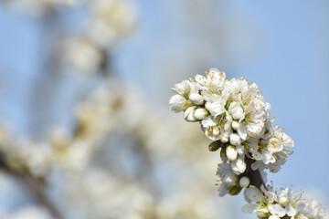 Spring Background, flowers of plum blossoms. Blooming plum tree in springtime in orchard