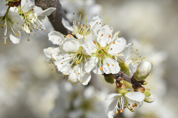 Spring Background, flowers of plum blossoms. Blooming plum tree in springtime in orchard