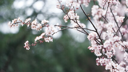 The beautiful white flowers blooming on the trees in spring