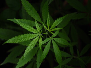Fototapeta na wymiar close up of marijuana leaf