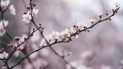The beautiful white flowers blooming on the trees in spring