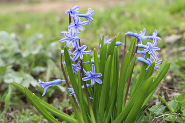 Obraz premium Beautiful hyacinths blooming in field. Early spring flowers