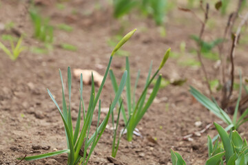 Daffodil plants growing in garden. Spring flowers