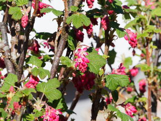 Ribes sanguineum or red-flowering currant. Ornamental shrub with dangling pink to blood-red flower's cluster and buds, palmately lobed leaves on branches with brownish-grey bark 