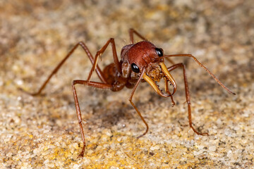 Close up of an Australian Bull Ant