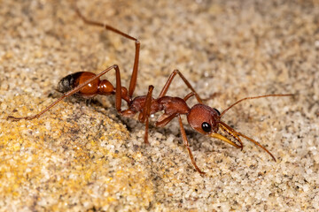 Close up of an Australian Bull Ant