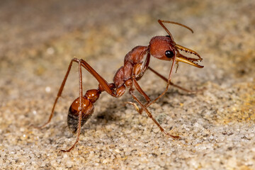 Australian Bull Ant