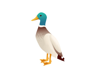 Cute mallard duck cute flying goose cartoon animal design vector illustration on white background