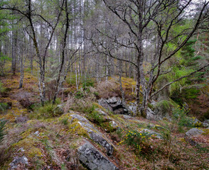 Forest near Falls of Bruar