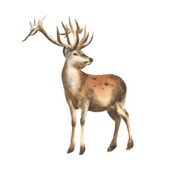 Watercolor deer illustration. Forest stag.