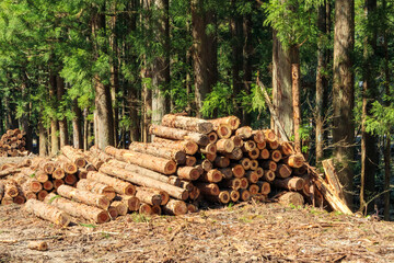 伐採された杉の木　木材　イメージ