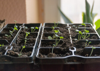 plastic plant boxes with earth and the first flower sprouts, blurred background, plant growing in spring for the garden