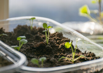plastic plant boxes with earth and the first flower sprouts, blurred background, plant growing in spring for the garden