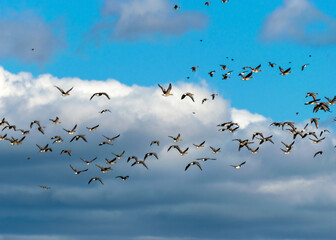 Surprised flock of geese leaving the field during spring / autumn migration, flock of geese in the sky