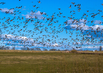 A herd of surprised geese leaving the field during spring / autumn migration, geese flying over the field, many wild geese in the field
