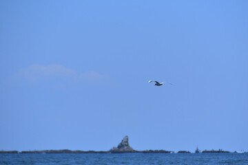 烏帽子岩とカモメ