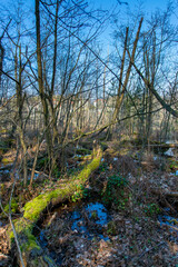 forest scenery (Stienitzsee, Brandenburg, germany)