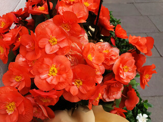 Beautiful orange begonia flowers.
