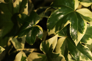 Naklejka na ściany i meble Tropical plant with lush green leaves, closeup