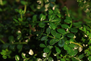 Fototapeta na wymiar Tropical plant with lush green leaves, closeup