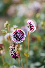 Purple flowers in spring. Aster flowers in sunset.