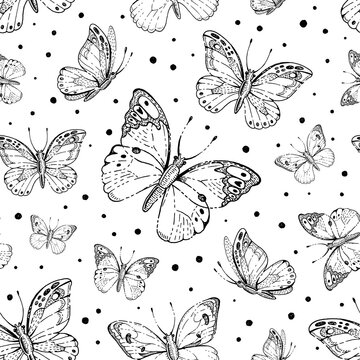 Butterfly pattern. Vector seamless. White black vintage illustration. Cute background. Retro print drawing. Sketch art with insect silhouette. Hand drawn flying butterfly pattern. Wing graphic design