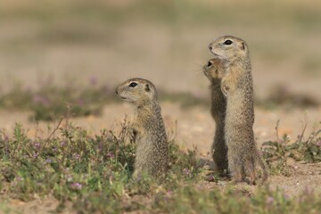 Naklejka na ściany i meble Little european ground squirrel standing in the grass. (Spermophilus citellus). Three young ground squirrel . Wildlife scene from nature.