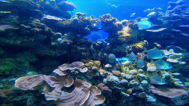Fish swim around in a large aquarium tank with a coral reef. High quality 4k footage. Eilat, Israel