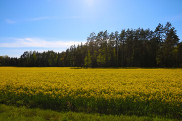Obraz premium Yellow rapeseed field on a background of green forest and blue sky.