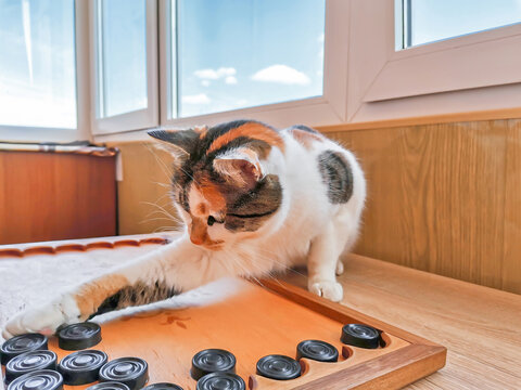 Funny calico cat playing backgammon indoors, pet intelect
