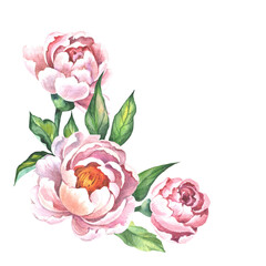 bouquet of pink peonies © OLGA