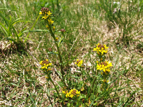A sprig of yellow flowers barbarea vulgaris or barbarea intermedia blooming in a clearing on a sunny day.