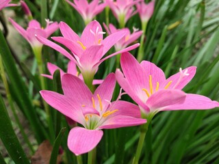 pink and white flower,pink lily amazing capture from rural garden,Wonderfull natural crinum lily,pink colour flower, mind refreshing flower