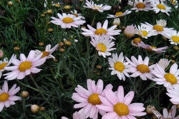 white and yellow flowers
