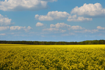 Blooming yellow rapeseed field in spring or summer.