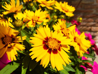 Yellow flowers of coreopsis grandiflora or coreopsis lanceolata blooming on a flower bed.