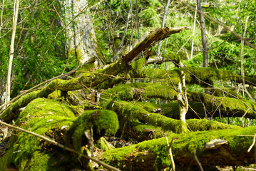 Fallen old trees covered with green moss in the spring forest. Spring forest colors in sunny day.
